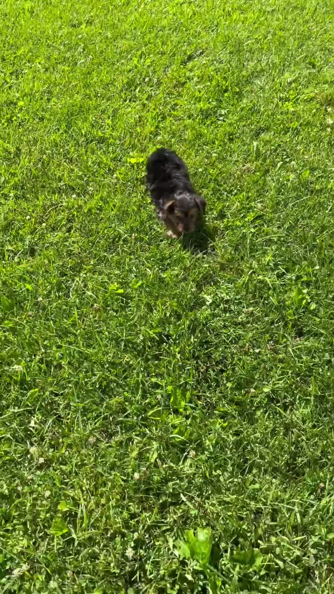 Yorkshire Terrier dogs for sale: Mickey - Video 1