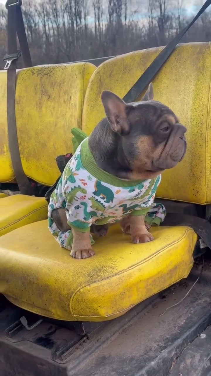 French Bulldog dogs for stud: Mr. Steal Yo Girl “Tinder” Blue  - Video 2