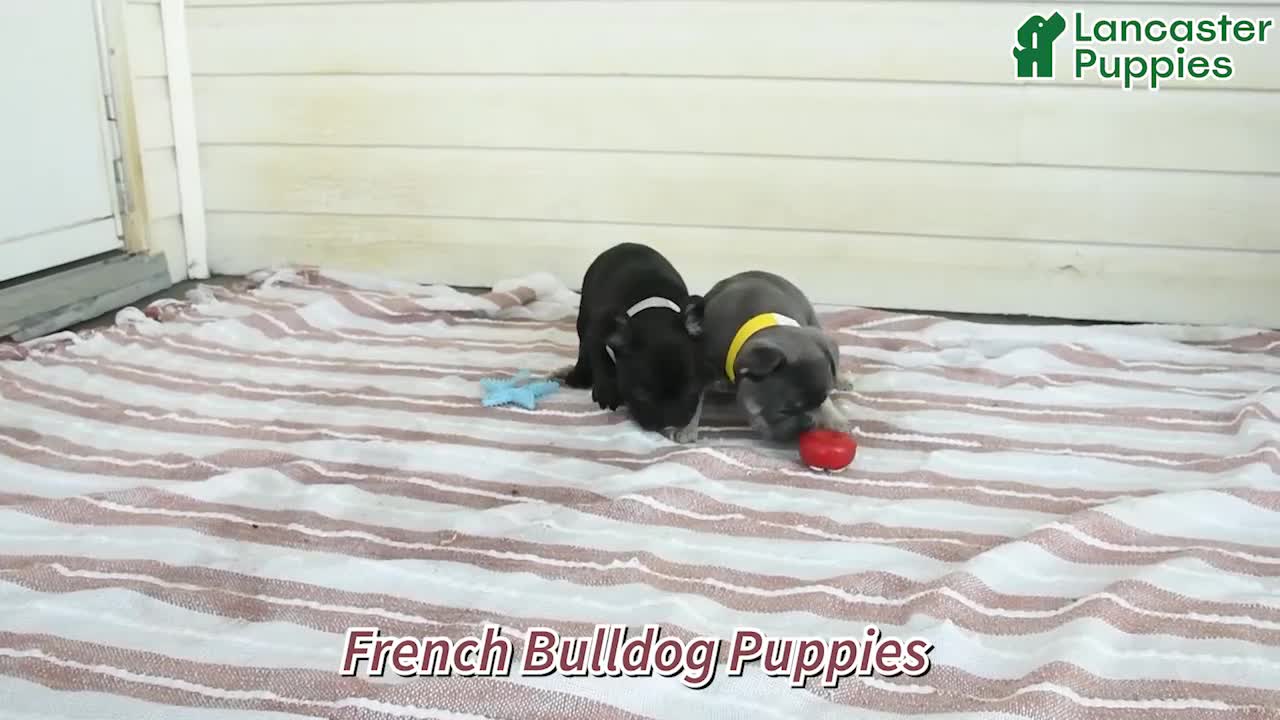 French Bulldog dogs for sale: Rascal - Video 1