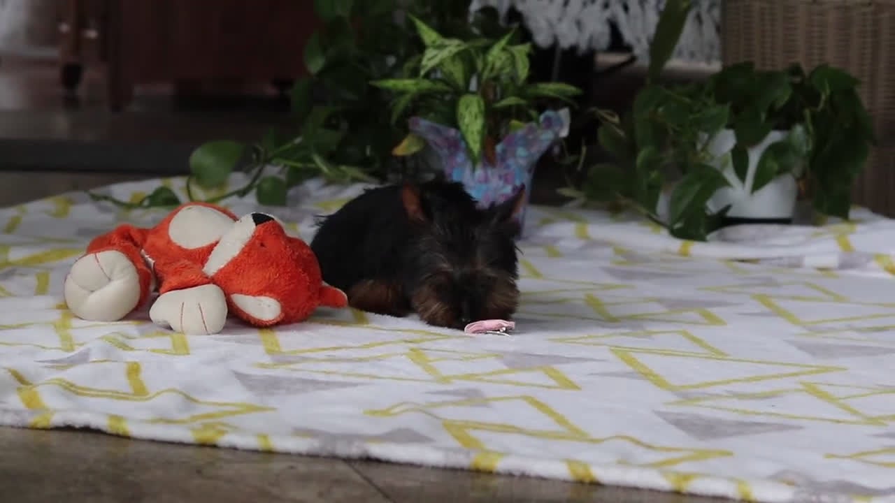 Yorkshire Terrier dogs for sale: Bella - Video 1