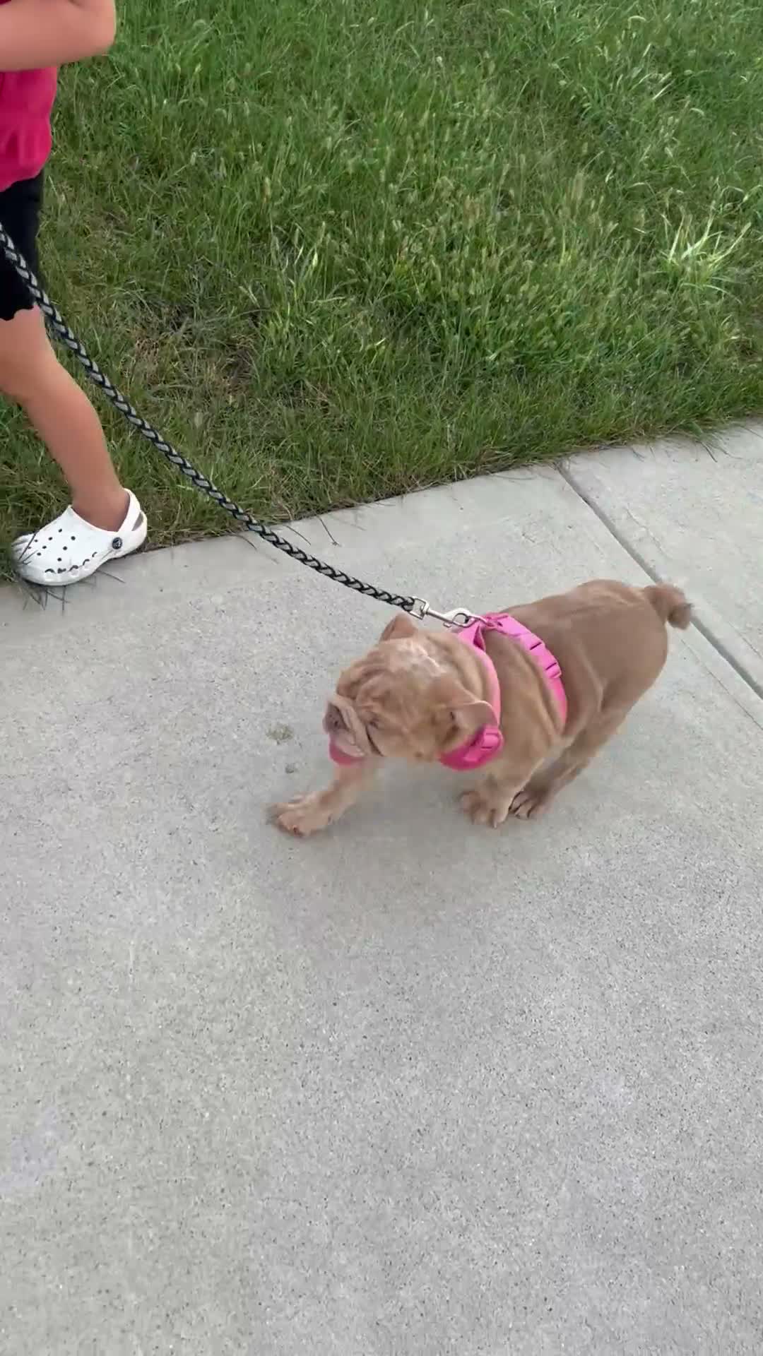 English Bulldog dogs for sale: Lucy - Video 1