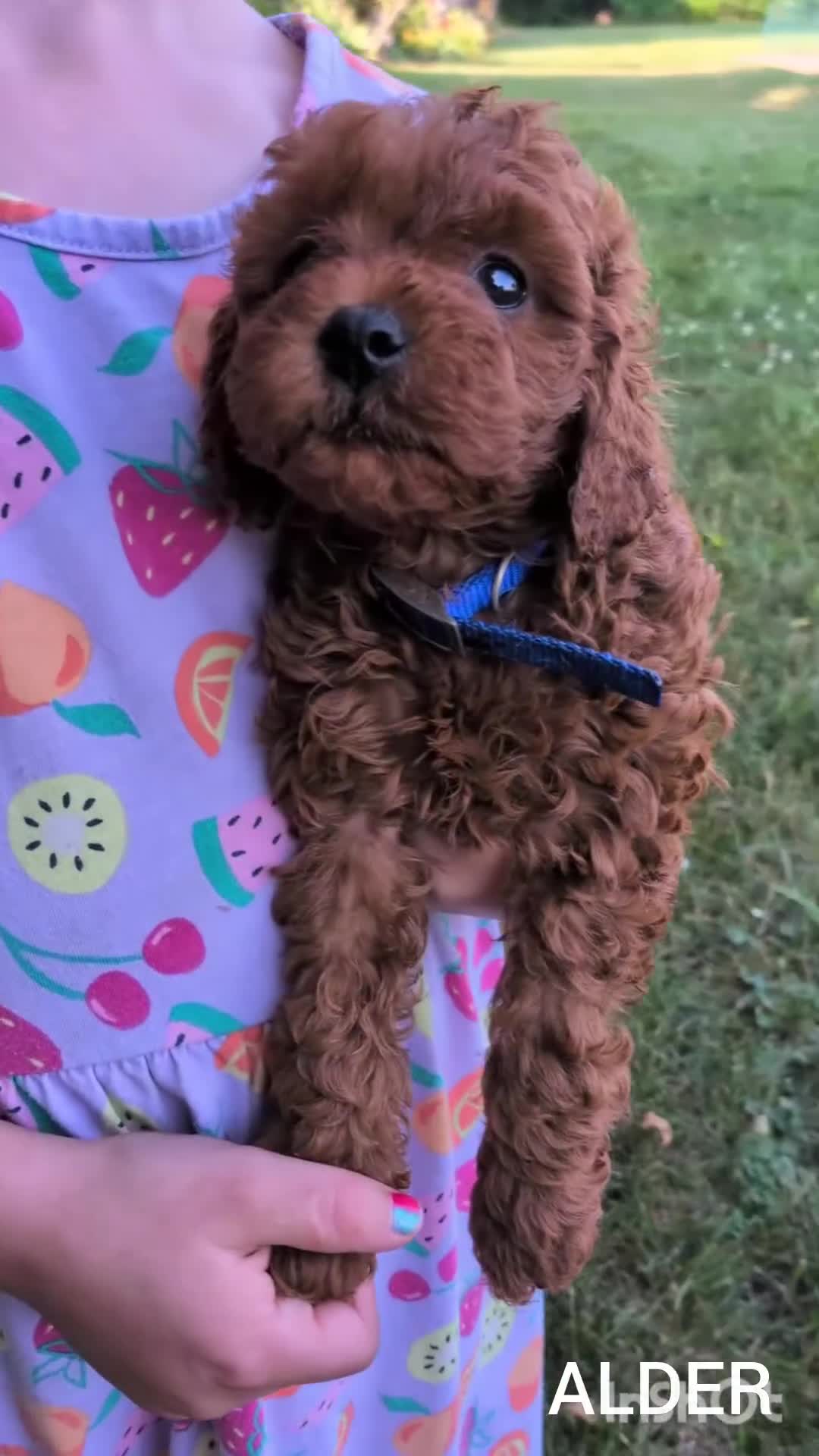 Cavapoo dogs for sale: Alder - Video 1