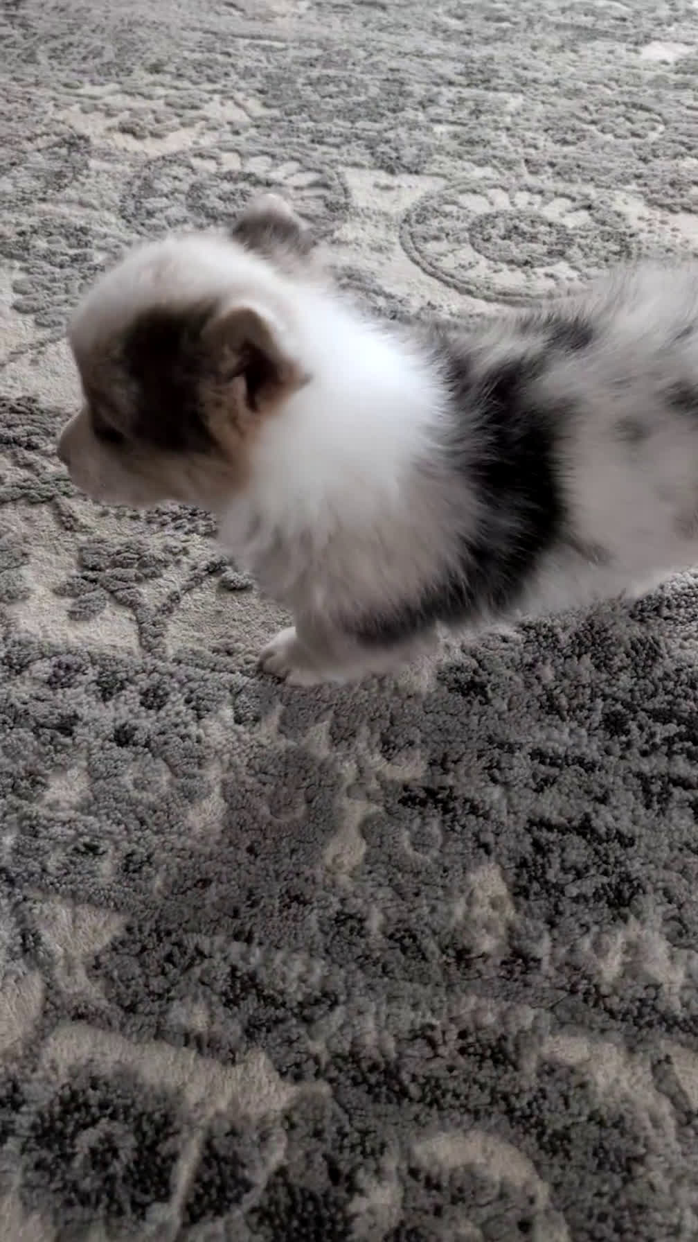 Welsh Corgi Pembroke dogs for sale: Felicity  - Video 4