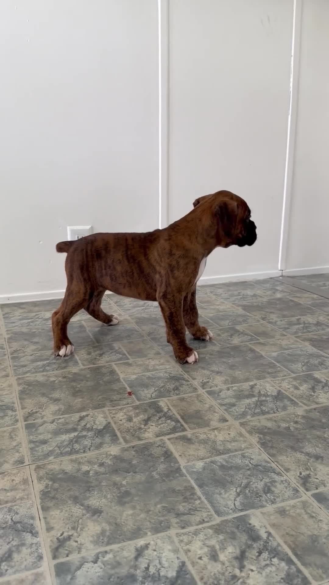 Boxer dogs for sale: Mabel - Video 1