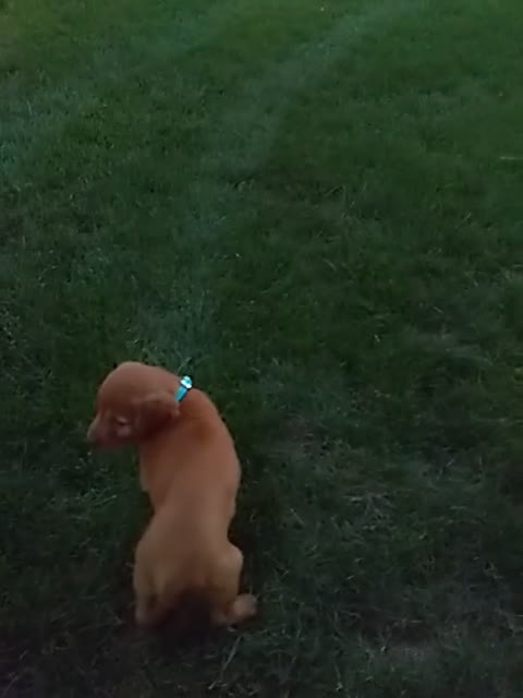 Golden Retriever dogs for sale: Bennett - Video 1