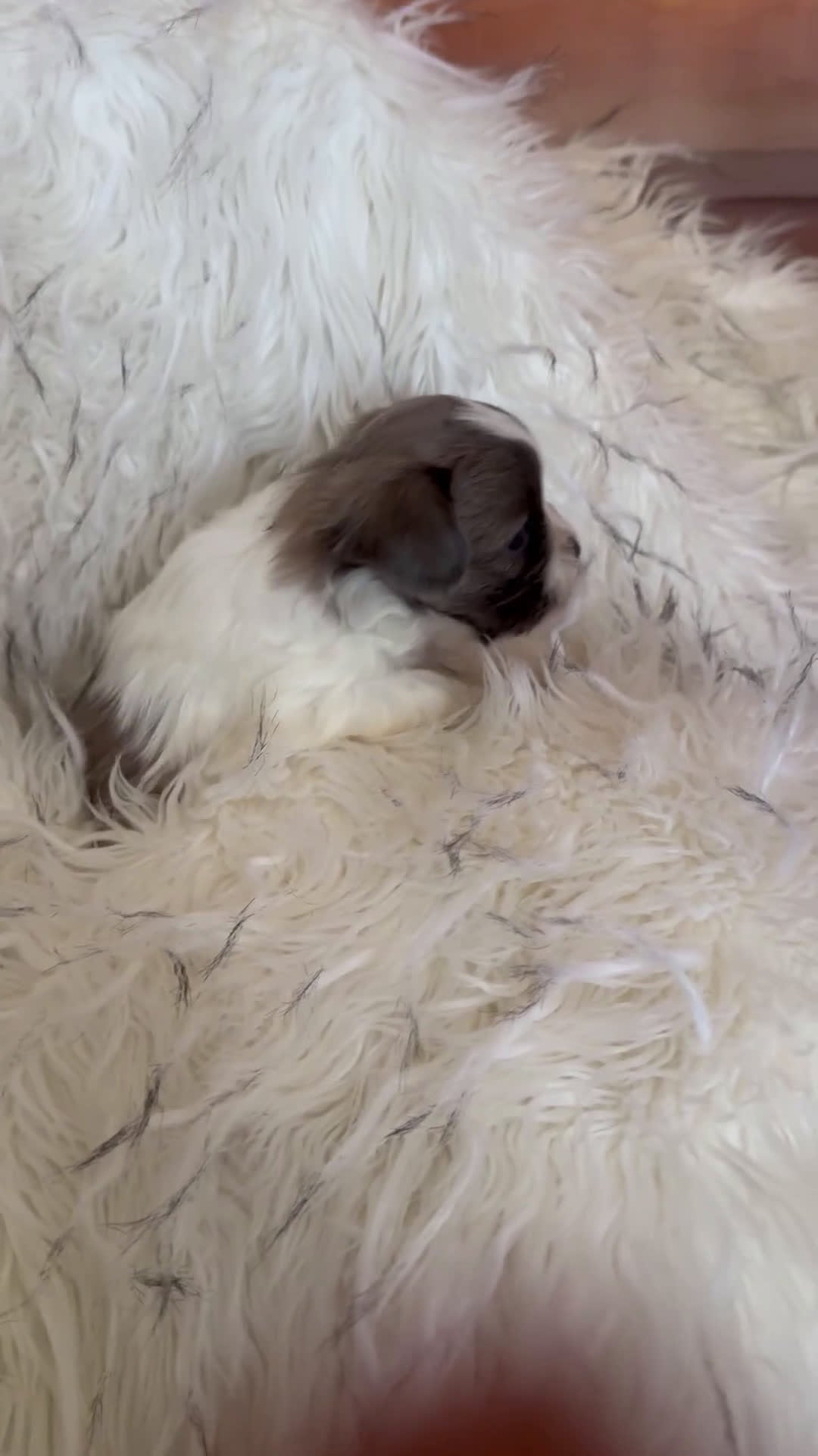 Shih Tzu dogs for sale: Shih Tzu Puppy 2 - Video 1