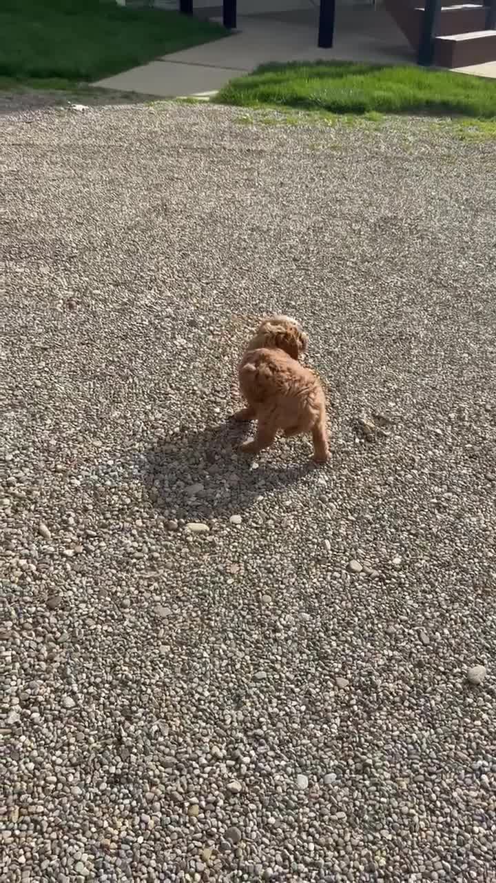 Mini Goldendoodle dogs for sale: Winnie  - Video 1