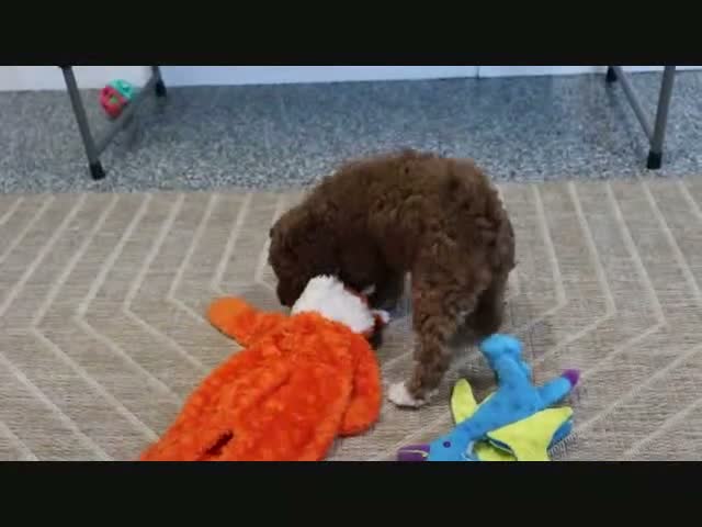 Mini Goldendoodle dogs for sale: Koby - Video 4