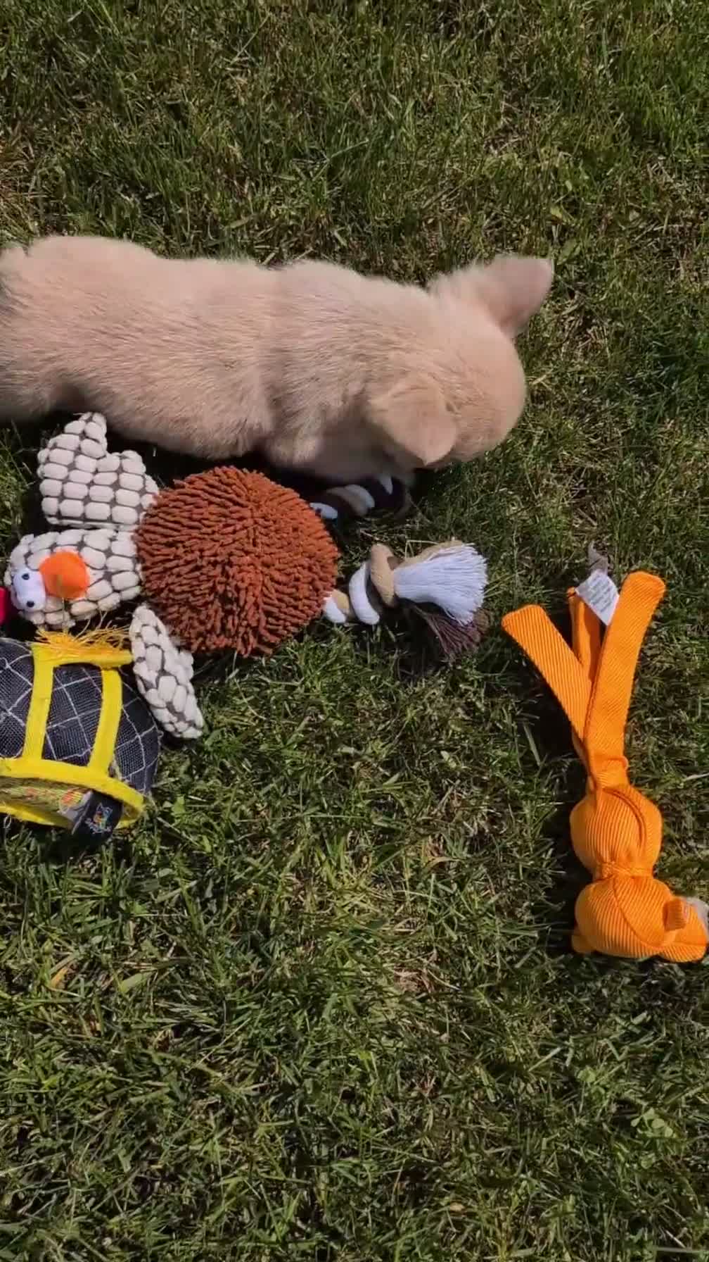 French Bulldog dogs for sale: Elena - Video 1