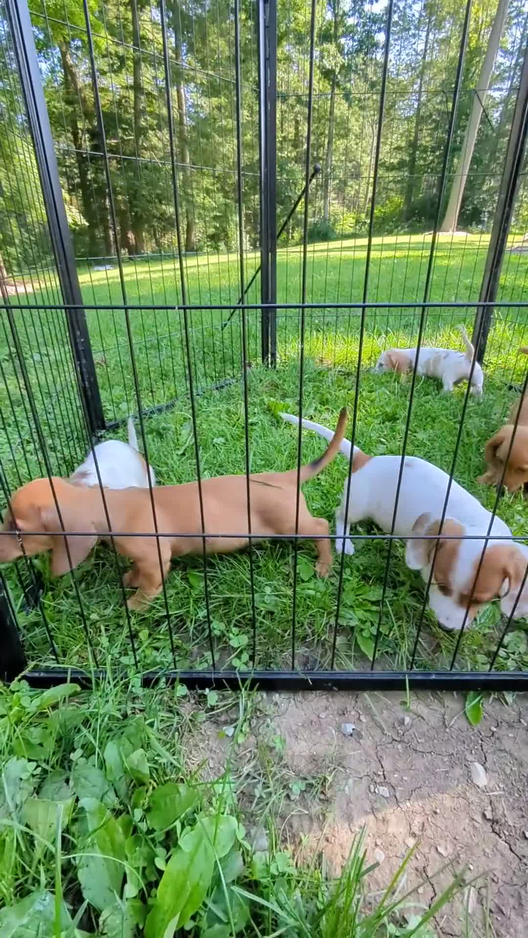 Dachshund dogs for sale: Milo - Video 1