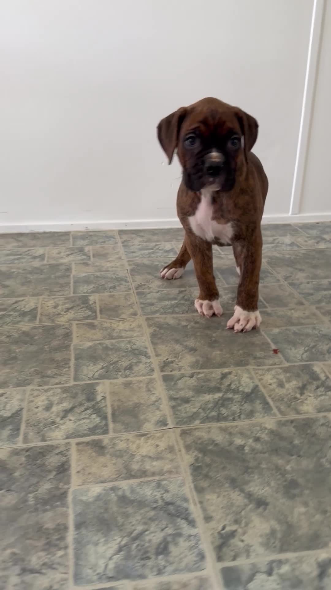 Boxer dogs for sale: Marlee - Video 1