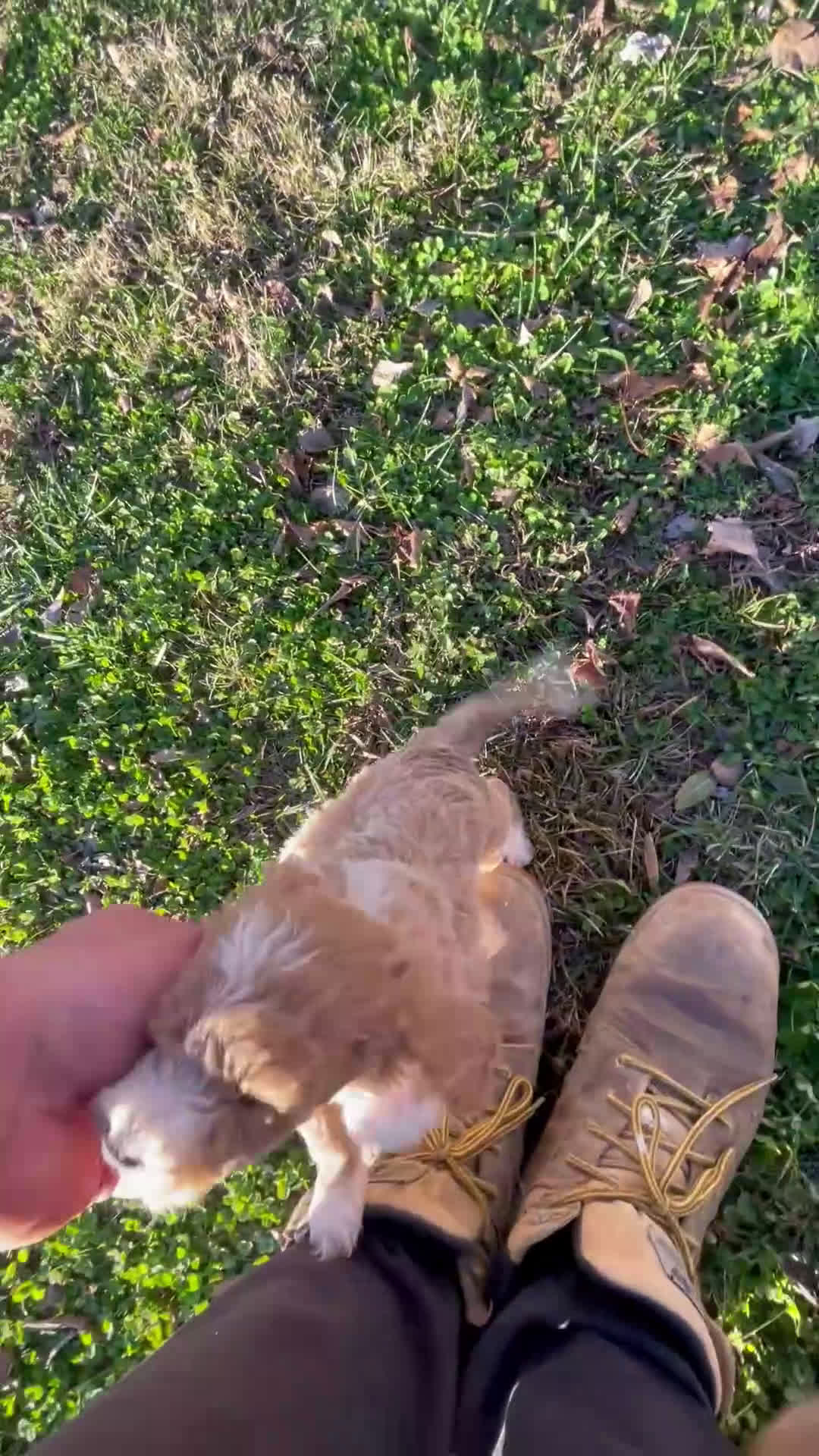 Mini Goldendoodle dogs for sale: Brittney (Mini Goldendoodle) - Video 1