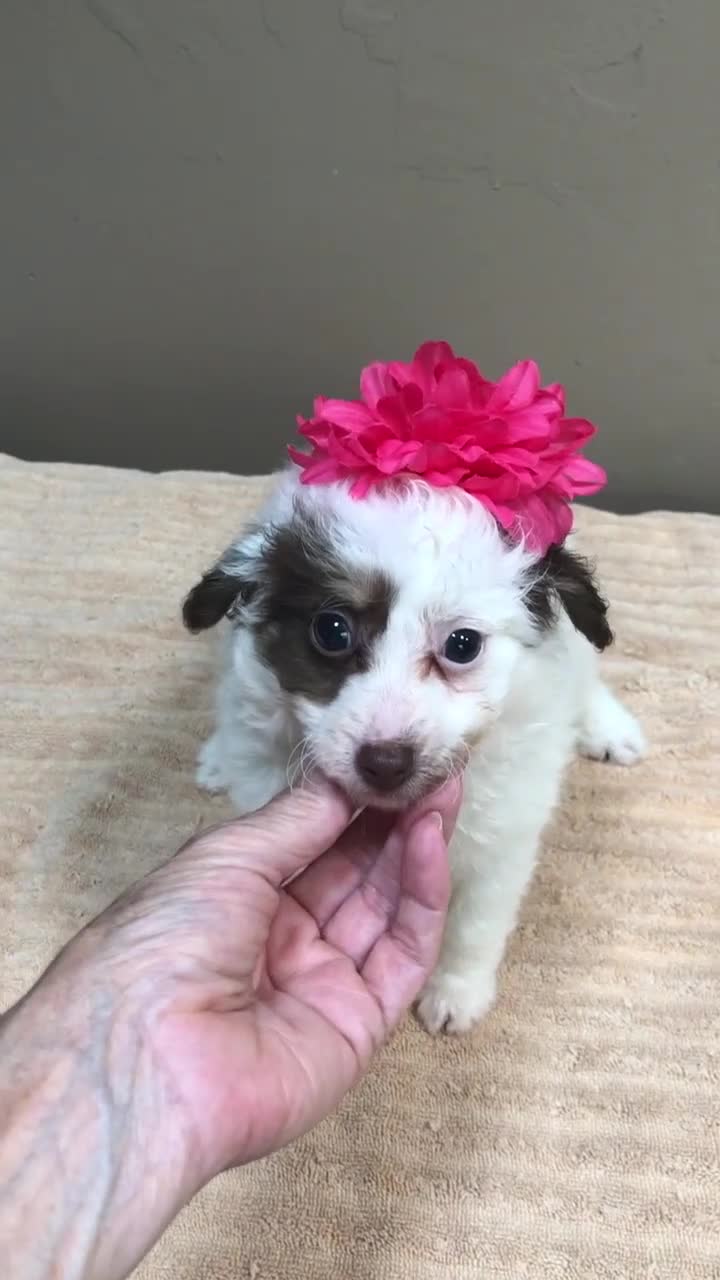 Toy Poodle dogs for sale: Maggie Mae  - Video 1