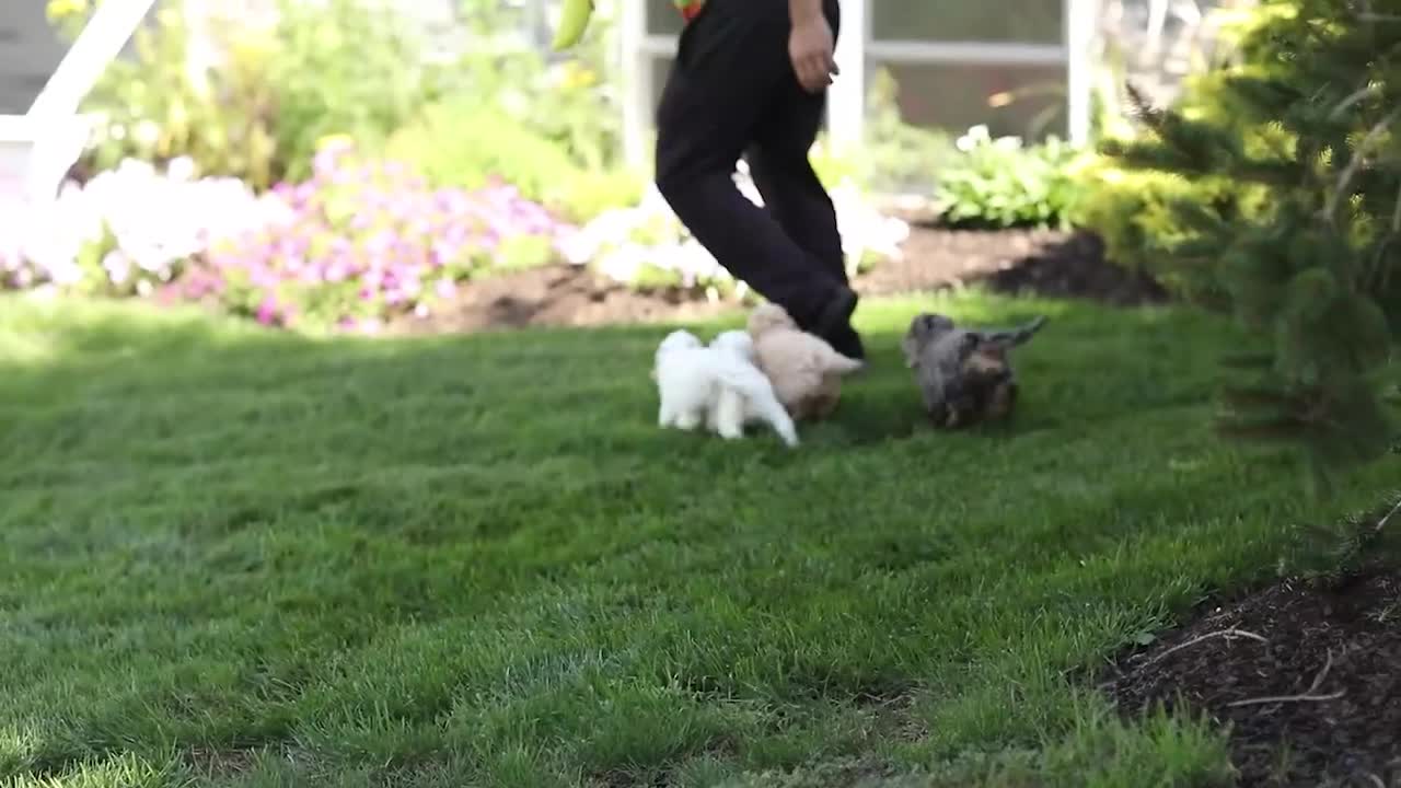 Mini Goldendoodle dogs for sale: Oscar - Video 1