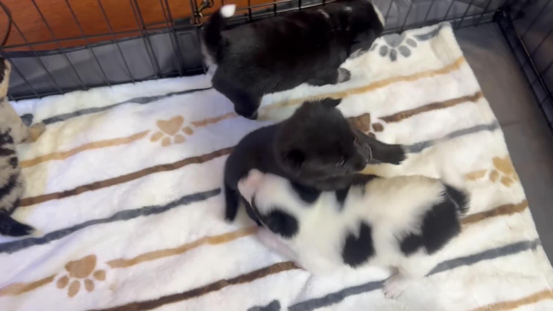 Pomsky dogs for sale: Griffin - Video 1