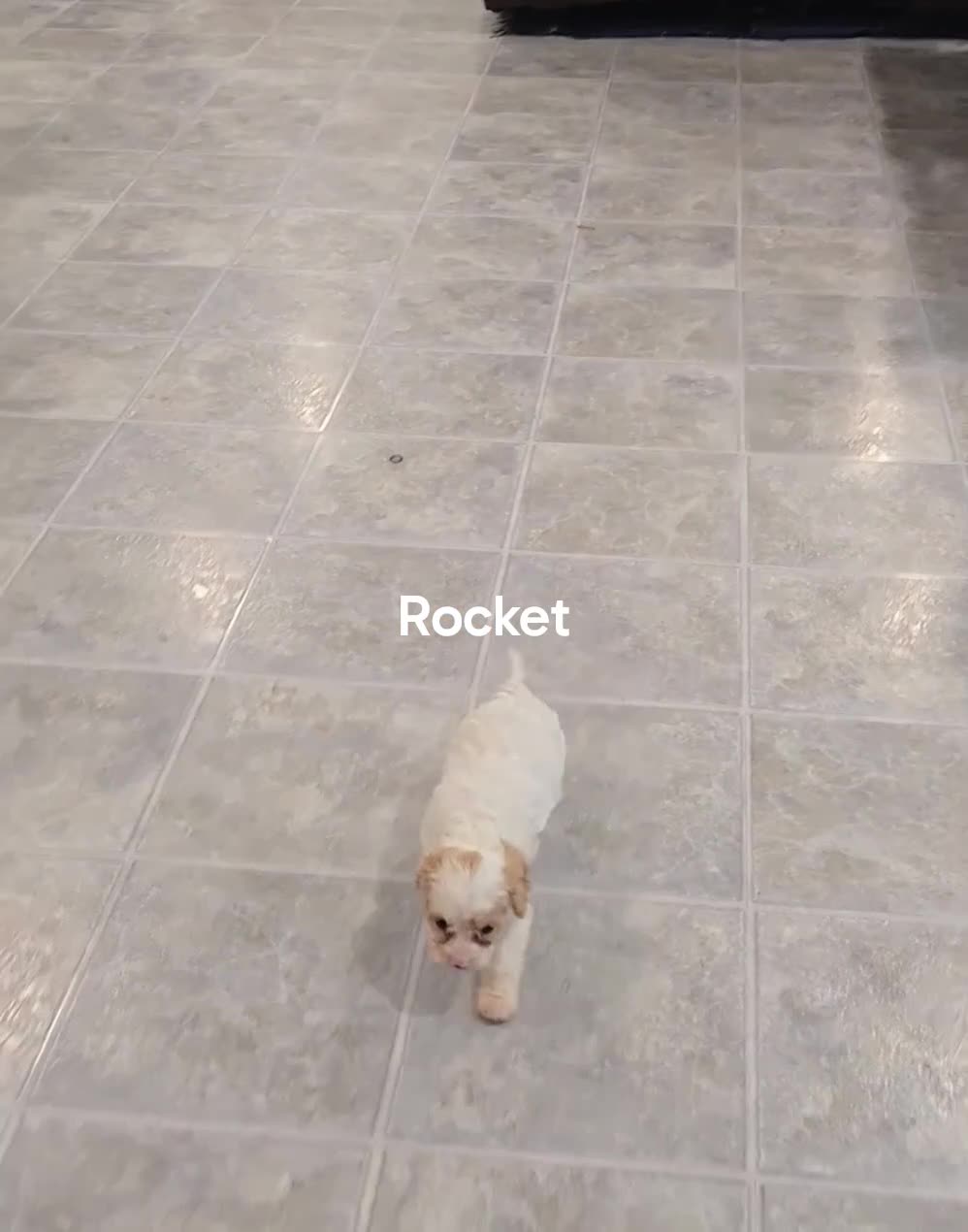 Cavapoo dogs for sale: Rocket - Video 1