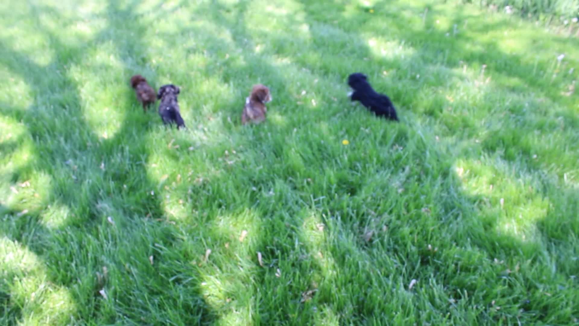 Havapoo dogs for sale: Toby - Video 2
