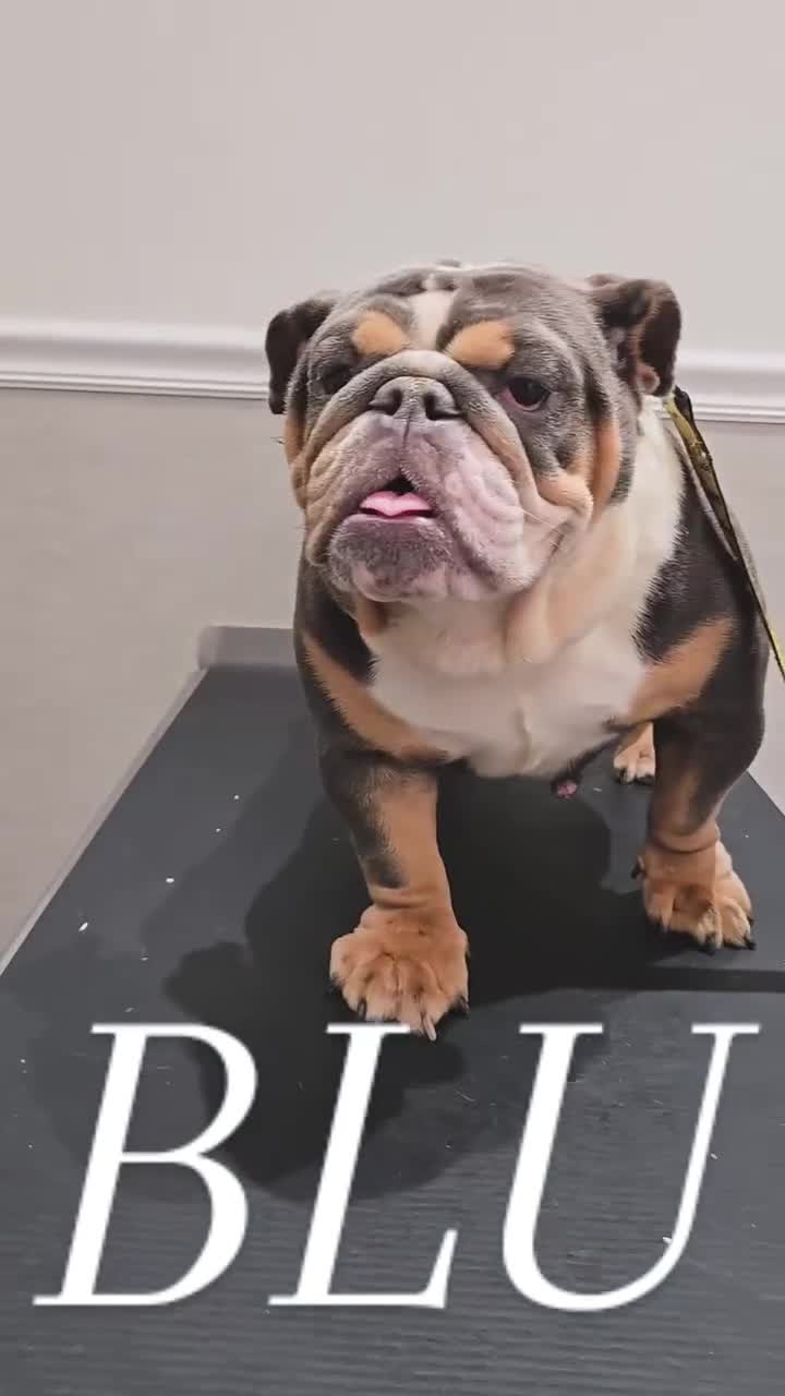 English Bulldog dogs for sale: BLU - Video 3