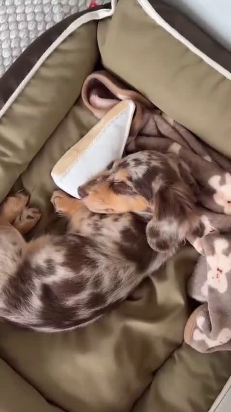 Miniature Dachshund dogs for sale: Miniature Dachshund Puppy 3 - Video 1