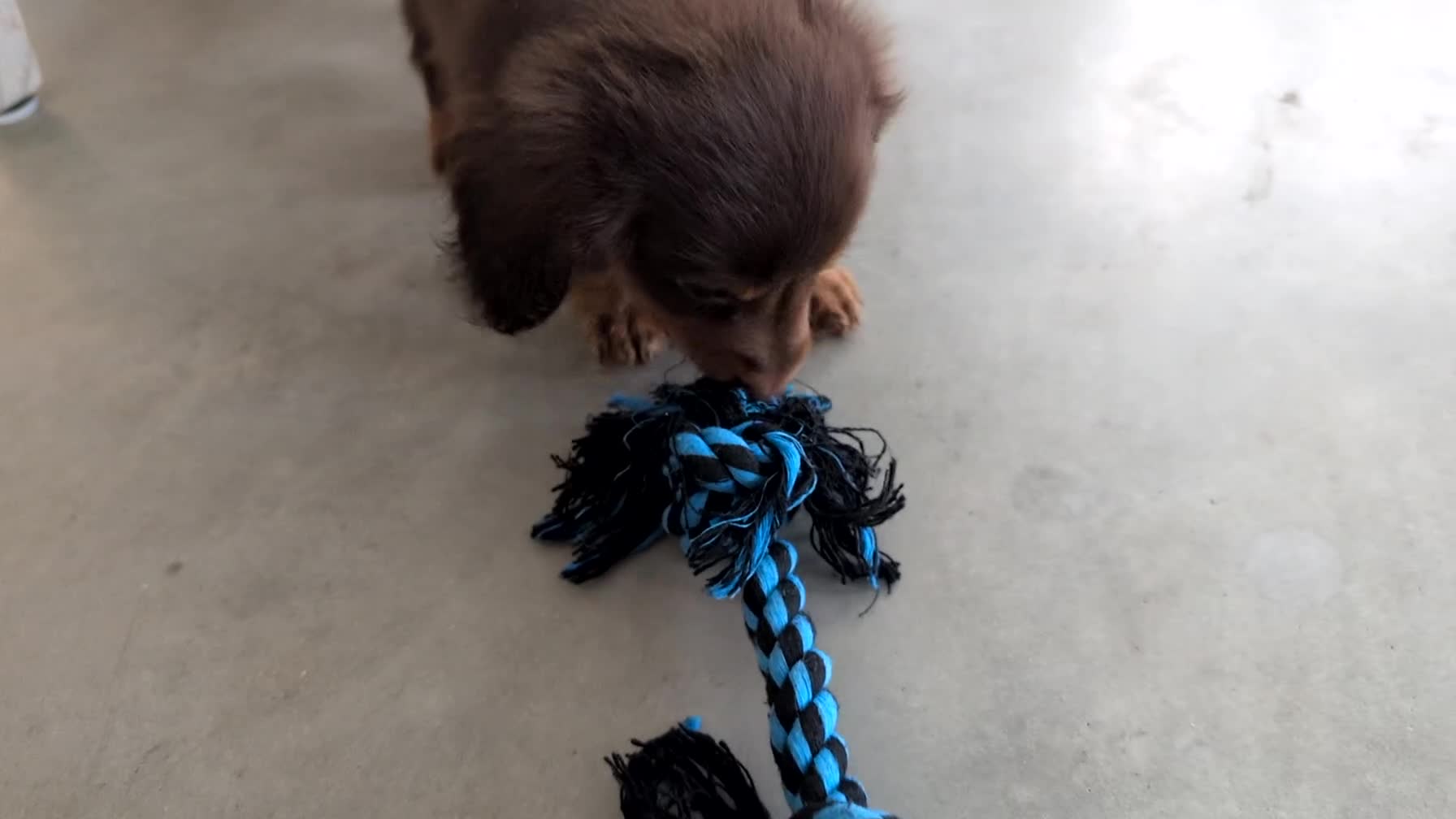 Miniature Dachshund dogs for sale: Zion - Video 2