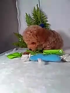 Bichpoo dogs for sale: Jax - Video 1