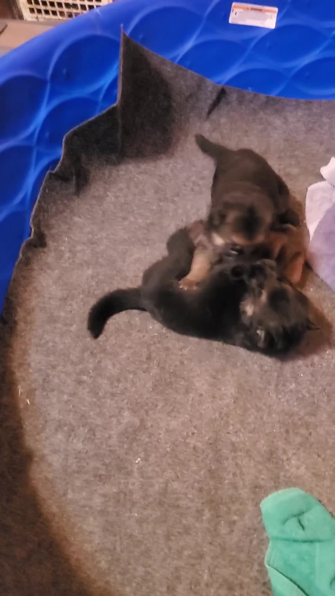 German Shepherd dogs for sale: Olive - Video 2