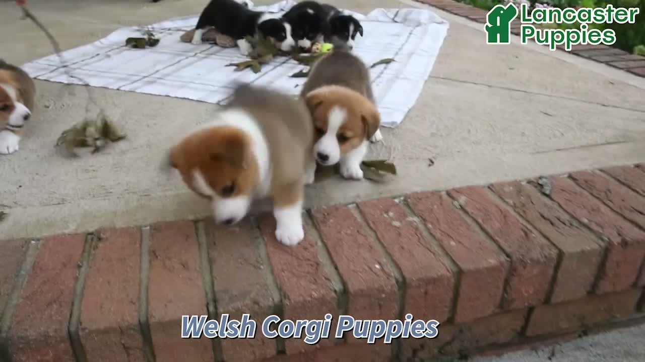 Welsh Corgi Pembroke dogs for sale: Skye - Video 1
