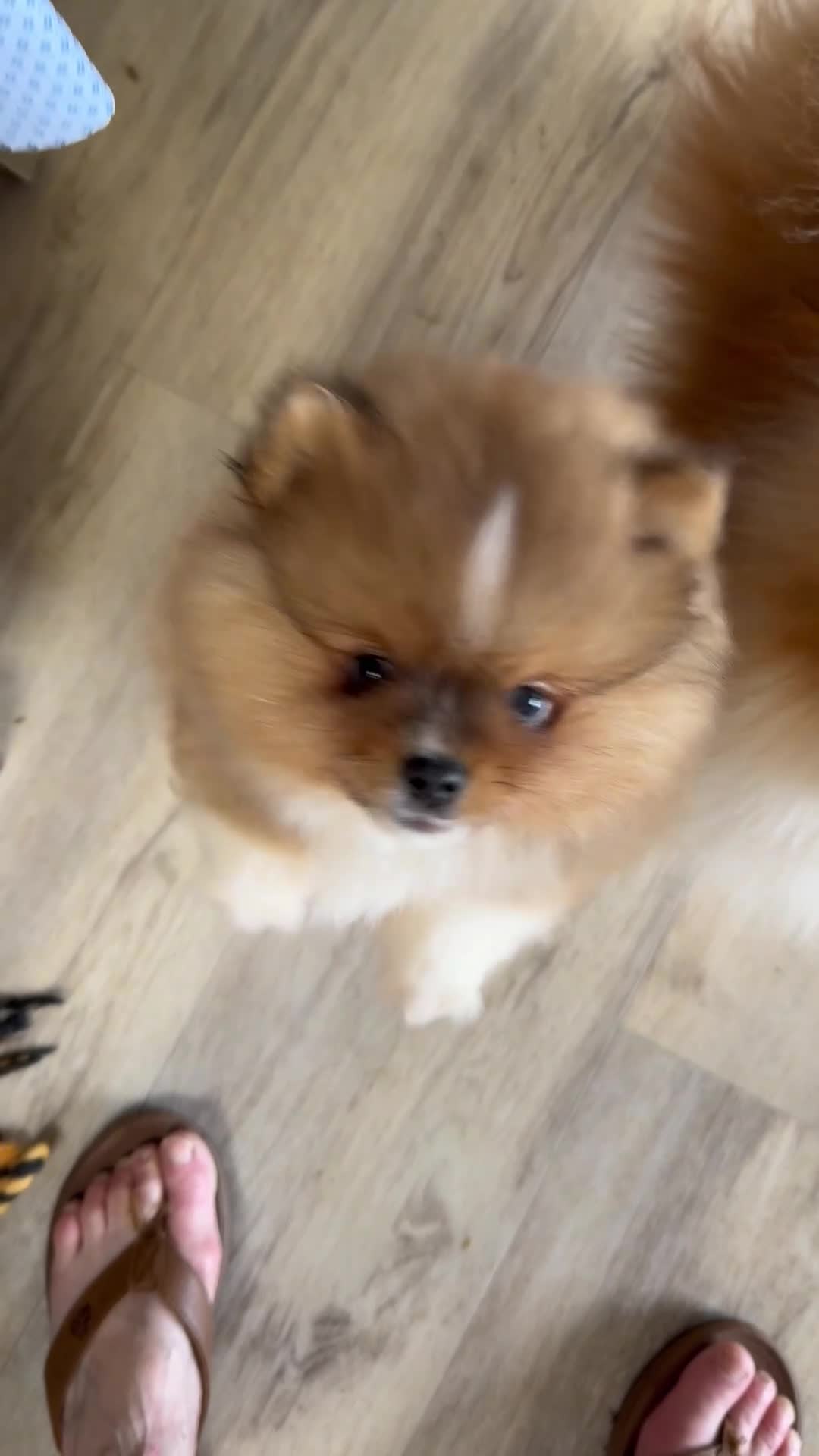 Pomeranian dogs for sale: AKC Red Teddy Pom  - Video 2