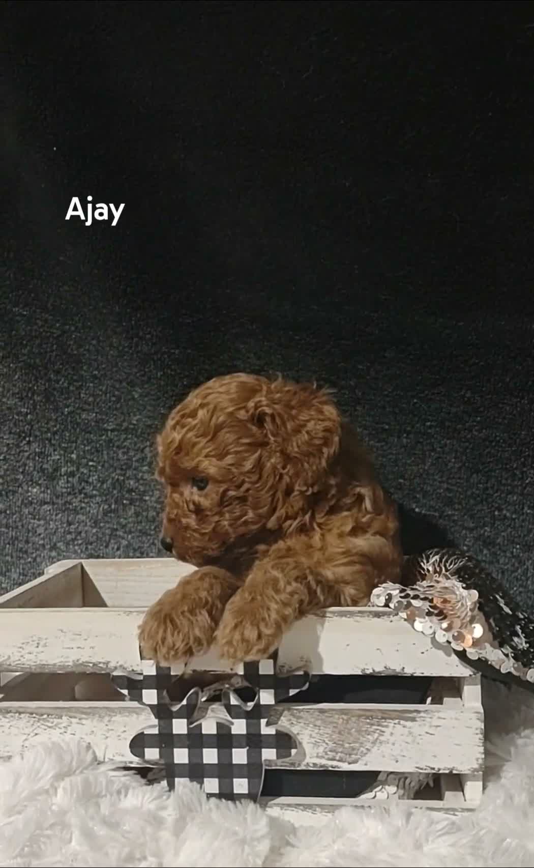 Cavapoo dogs for sale: Cavapoo F1b 6 Ajay RESERVED  - Video 1