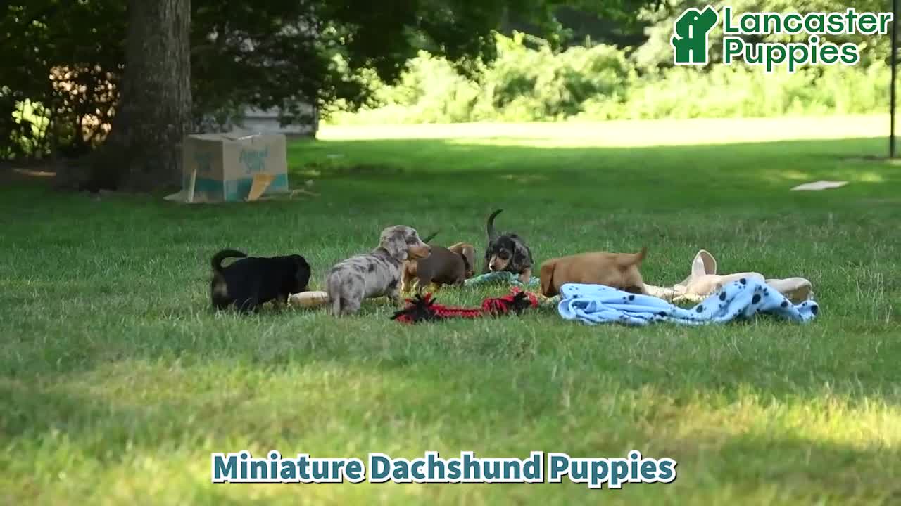Miniature Dachshund dogs for sale: Darcy - Video 1