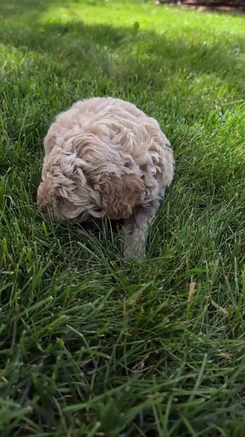 Miniature Poodle dogs for sale: Roscoe - Video 1