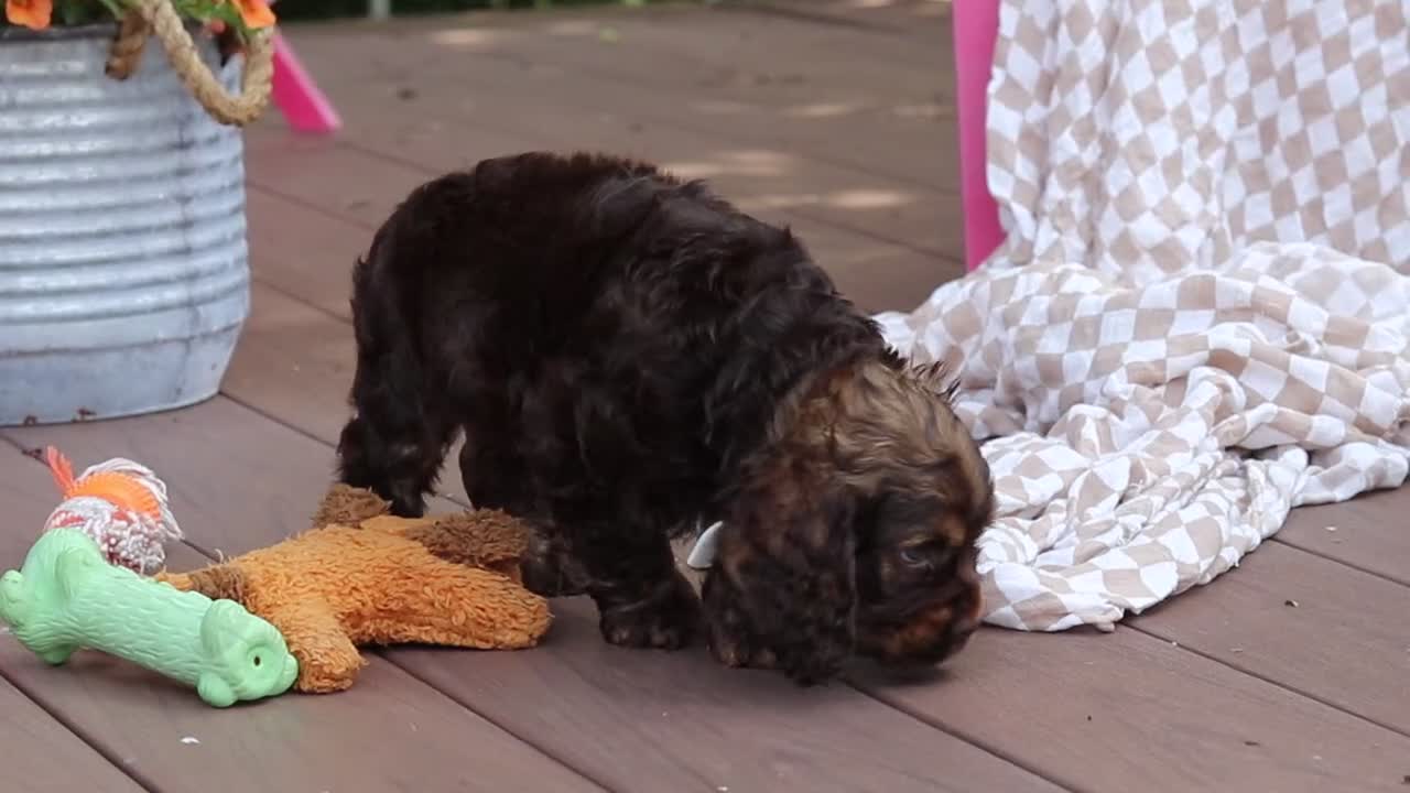 Cocker Spaniel dogs for sale: Milo - Video 3