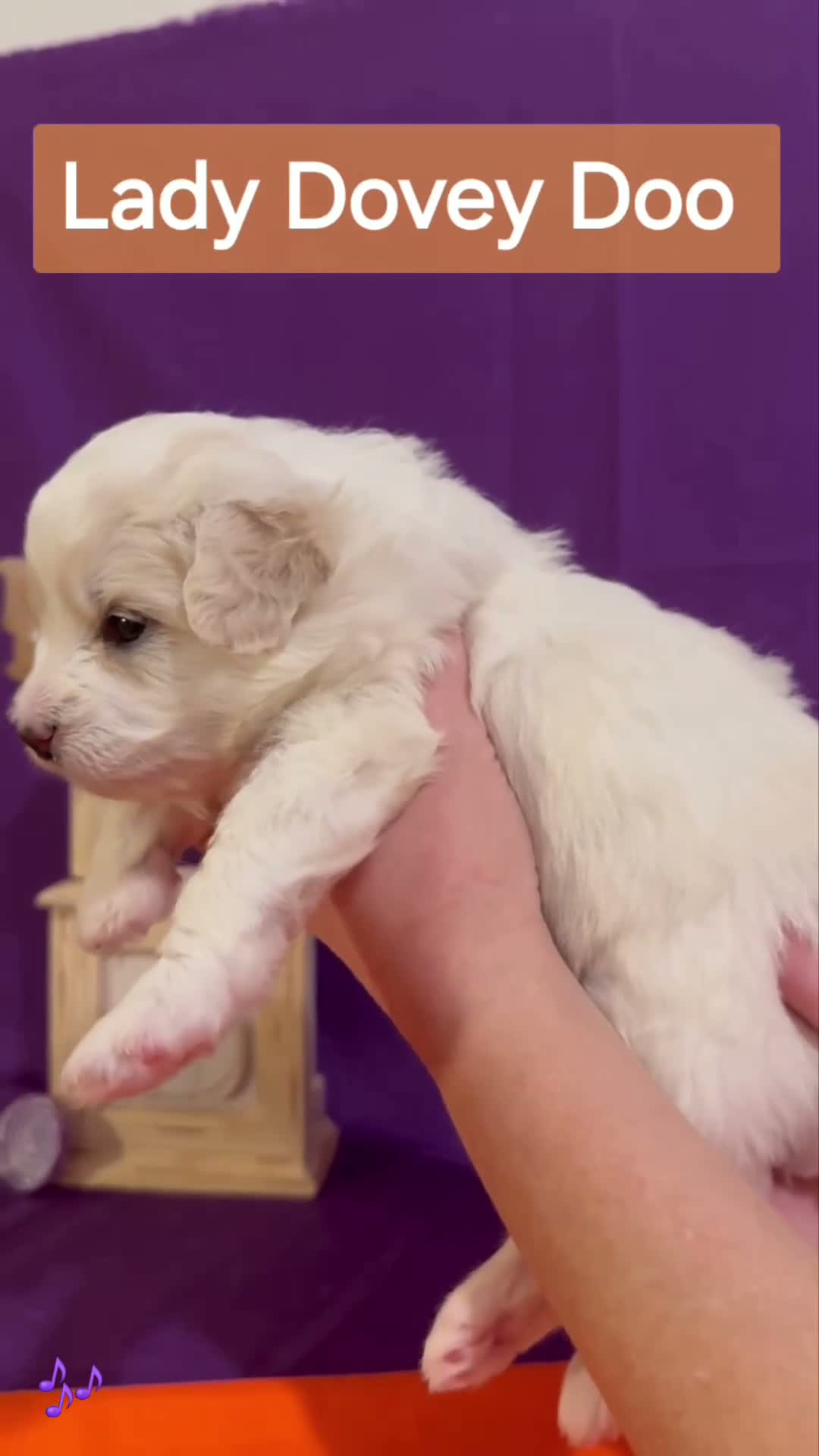 Mixed Breed dogs for sale: Samoyed - Poodle Doodle Sammypoo 1 - Video 2