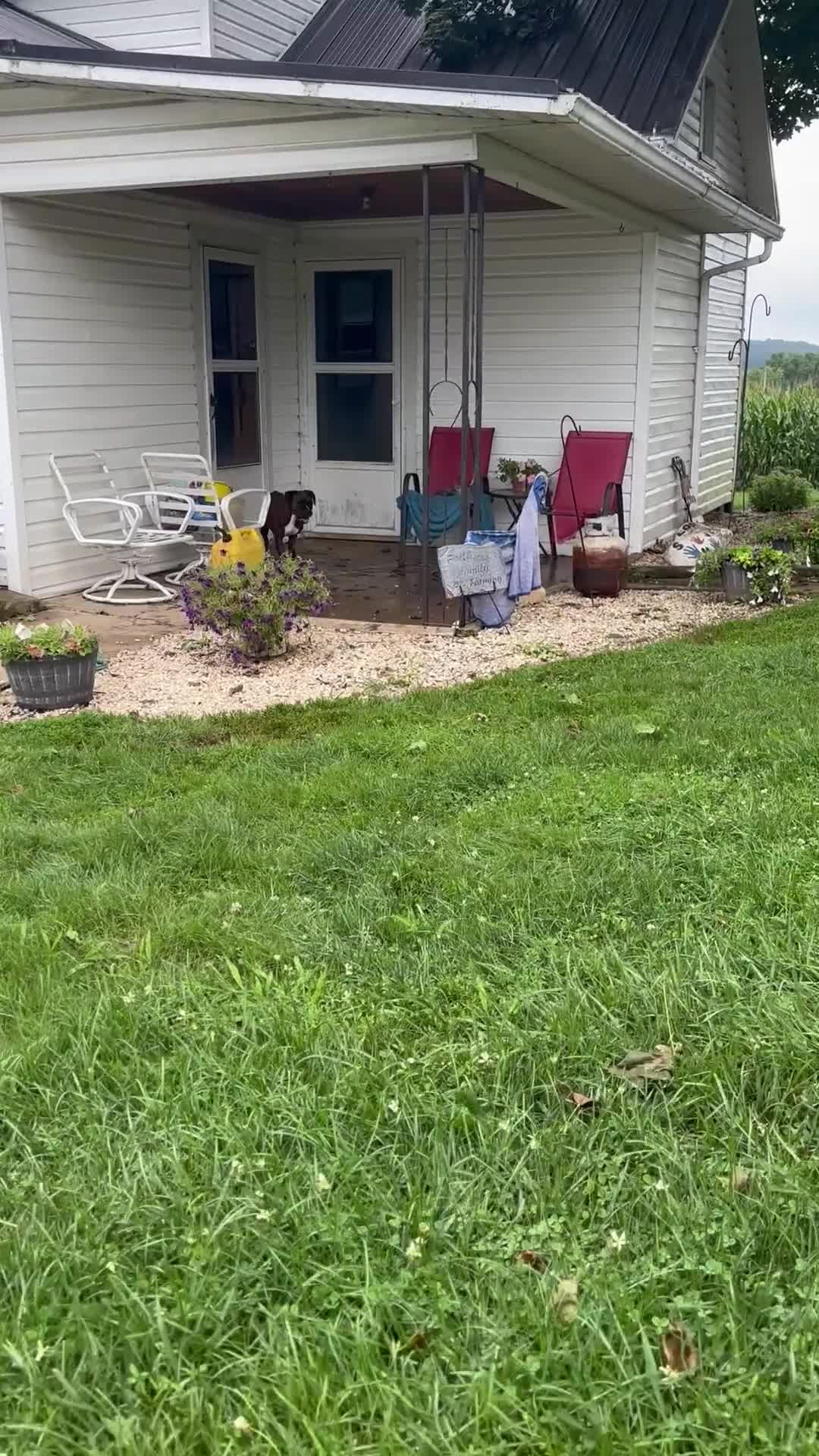 Boxer dogs for sale: Trixie - Video 1