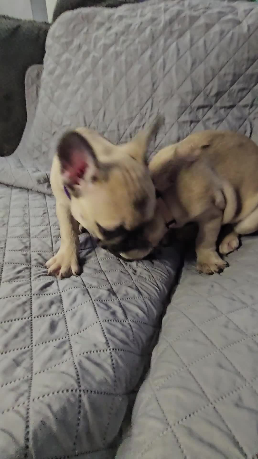 French Bulldog dogs for sale: Purple - Video 1