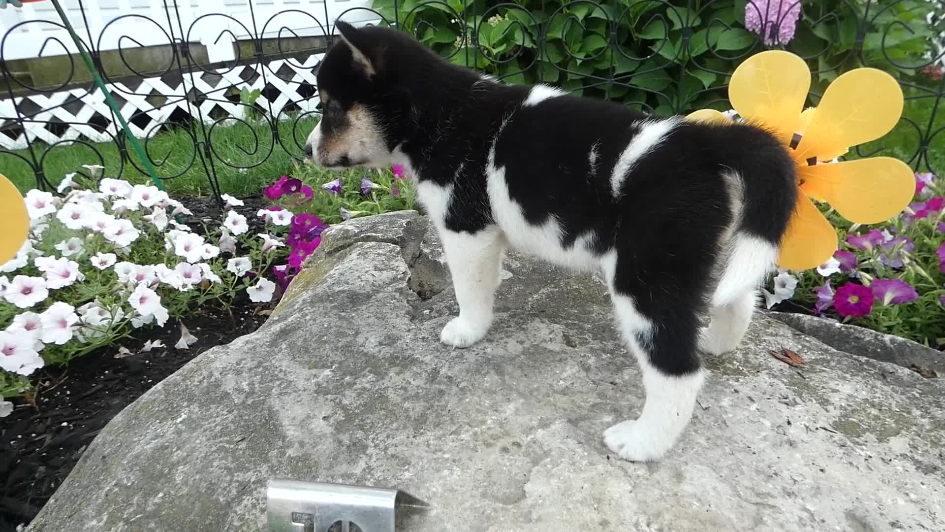 Shiba Inu dogs for sale: Shiba Inu 10 Jenny - Video 1