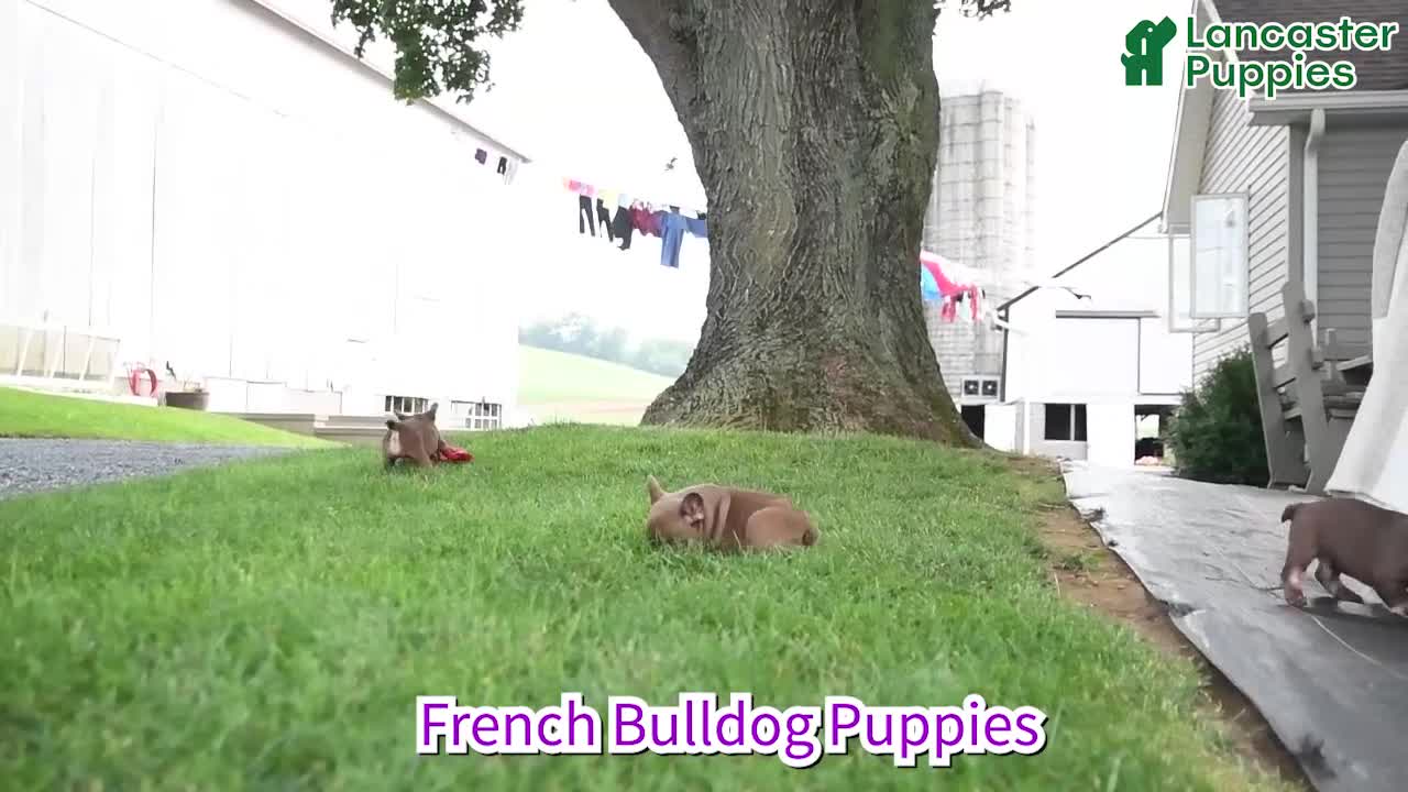 French Bulldog dogs for sale: Kona - Video 1
