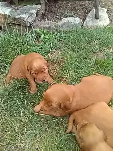 Mixed Breed dogs for sale: Victor - Video 1