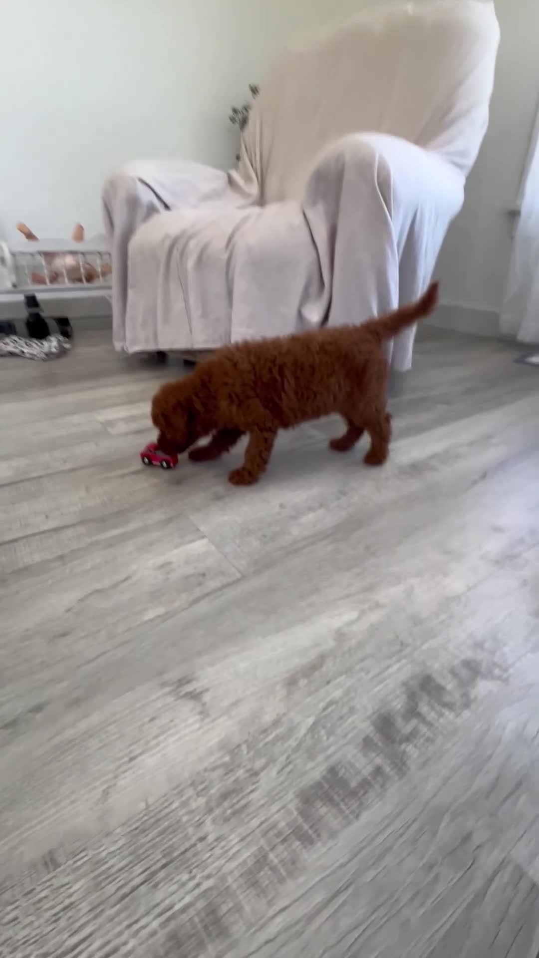 Mini Goldendoodle dogs for sale: Amelia  - Video 1