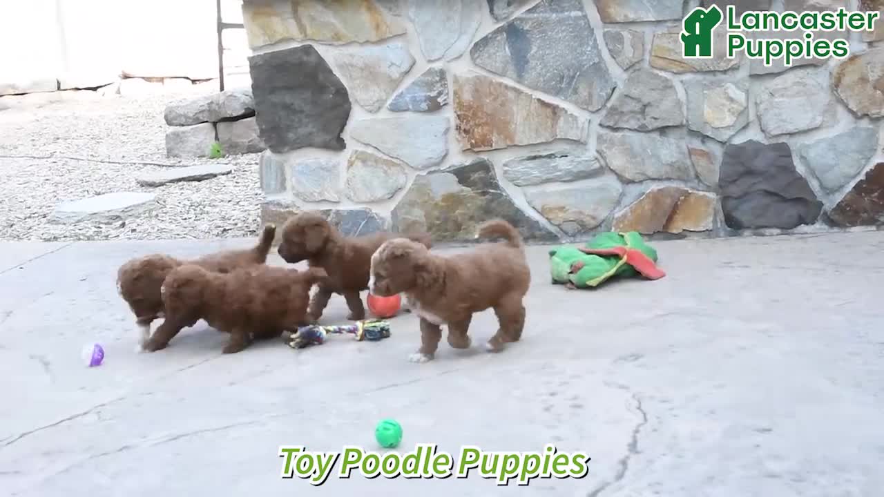 Toy Poodle dogs for sale: Tiny Lucky - Video 1