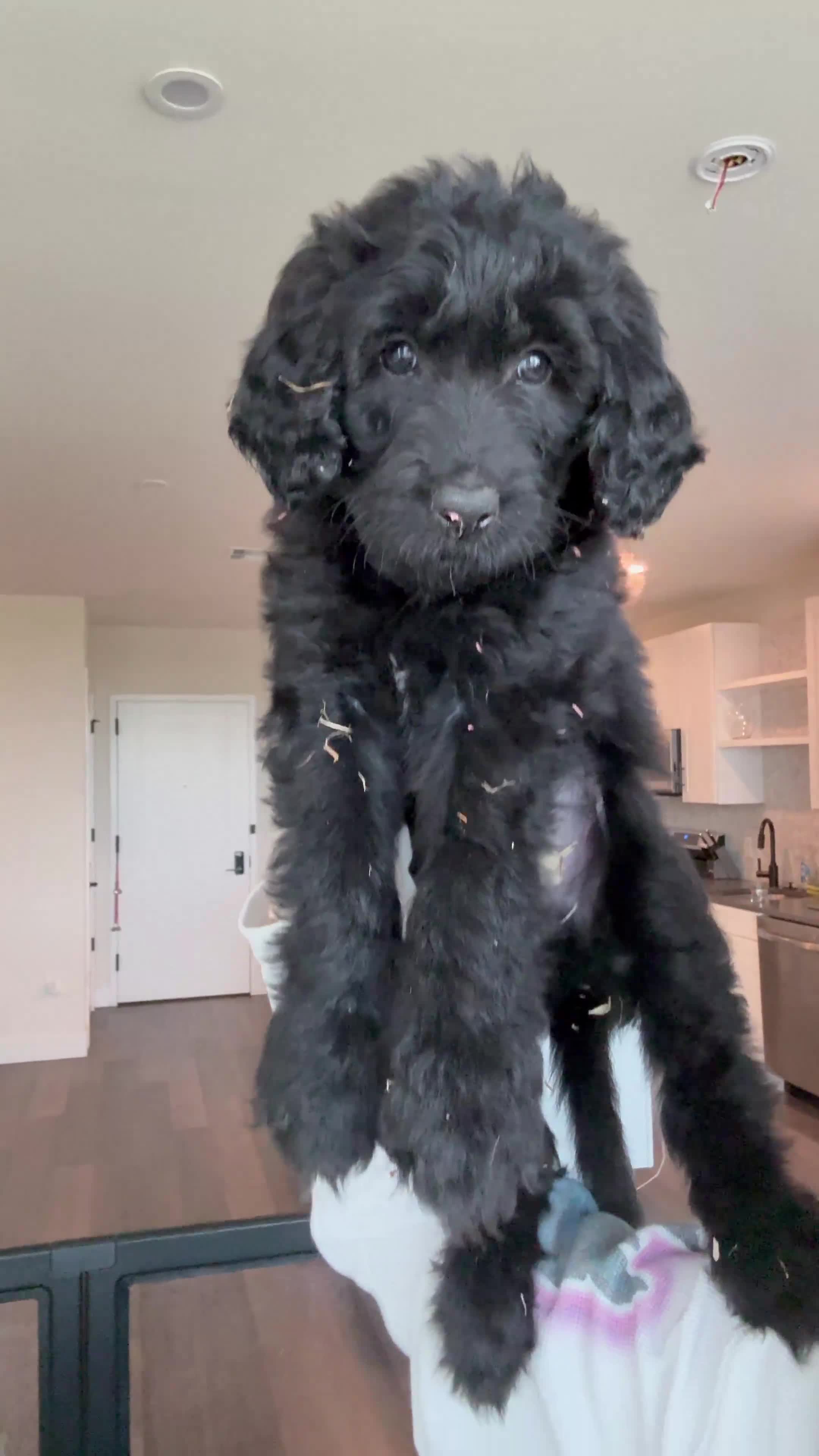 Double Doodle dogs for sale:  Amethyst - Video 3