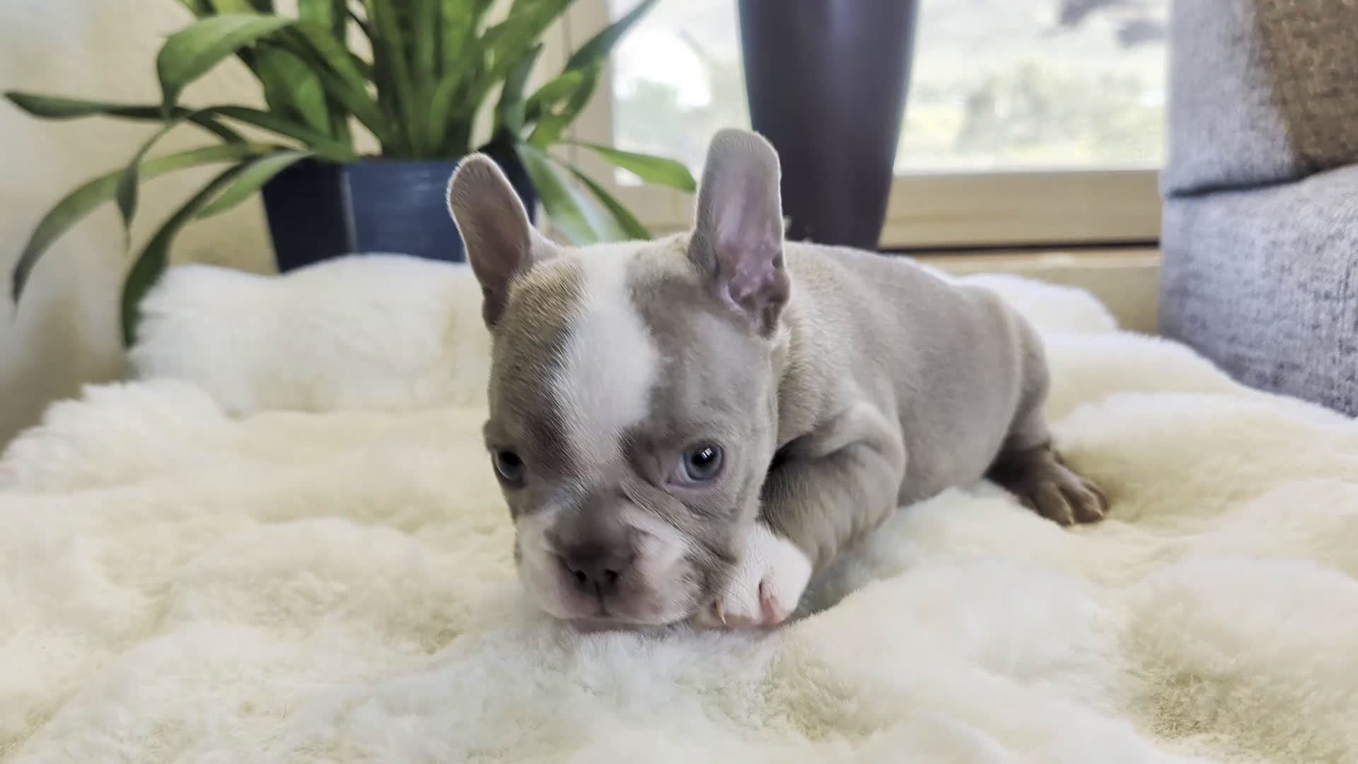 Frenchton dogs for sale: Willow - Video 1