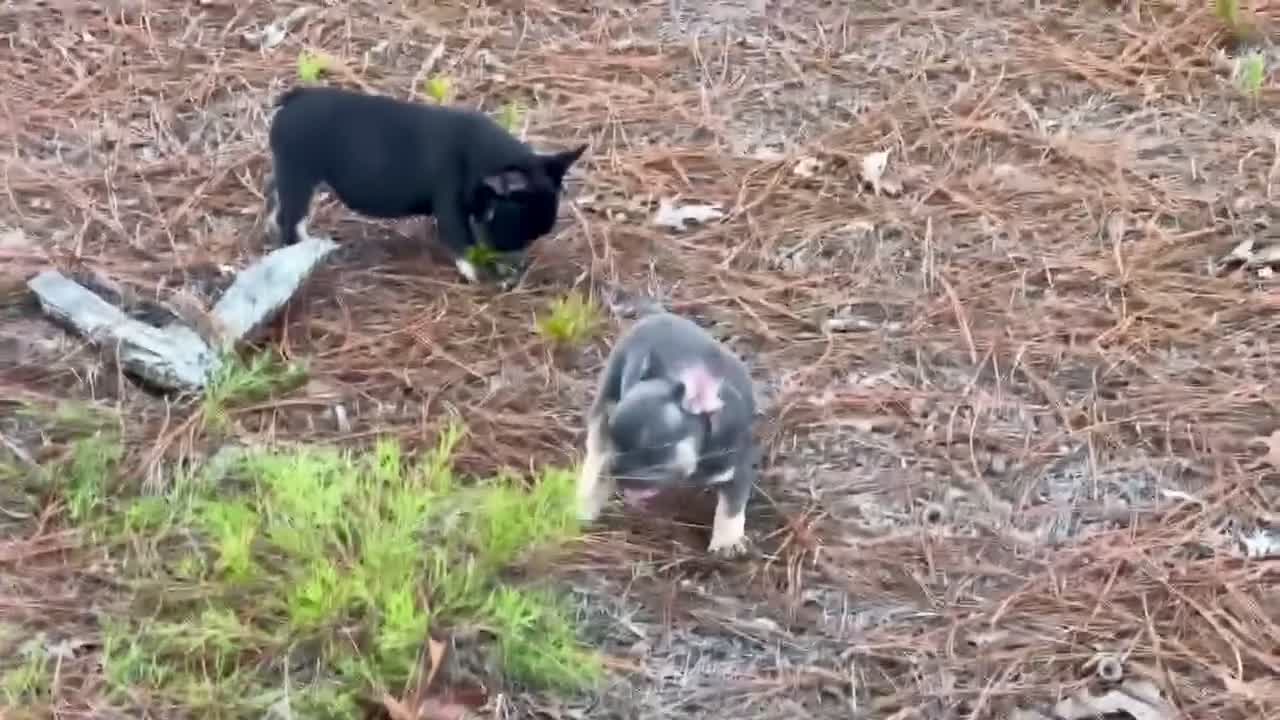 French Bulldog dogs for sale: Freddie  - Video 2
