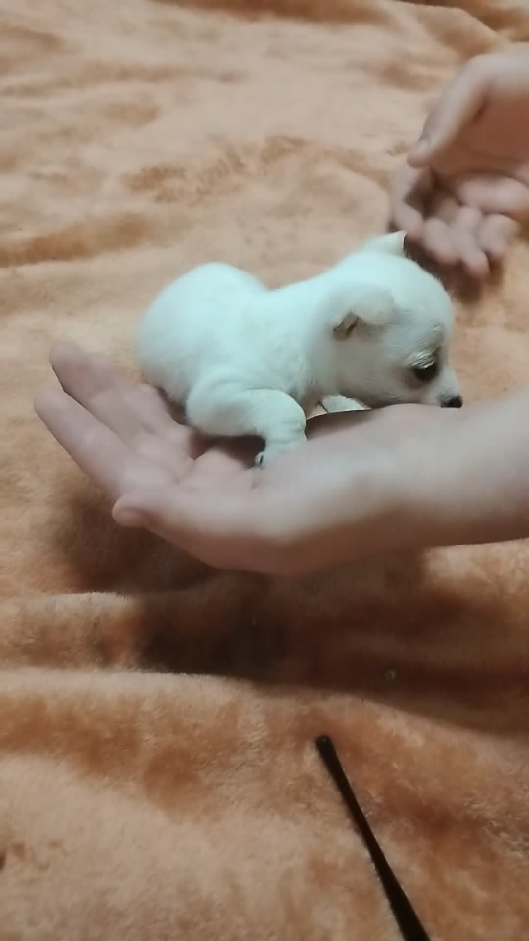 Chihuahua dogs for sale: Chihuahua Puppy 2 - Video 1