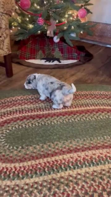 Aussiedoodle dogs for sale: Cooper -mini - Video 1