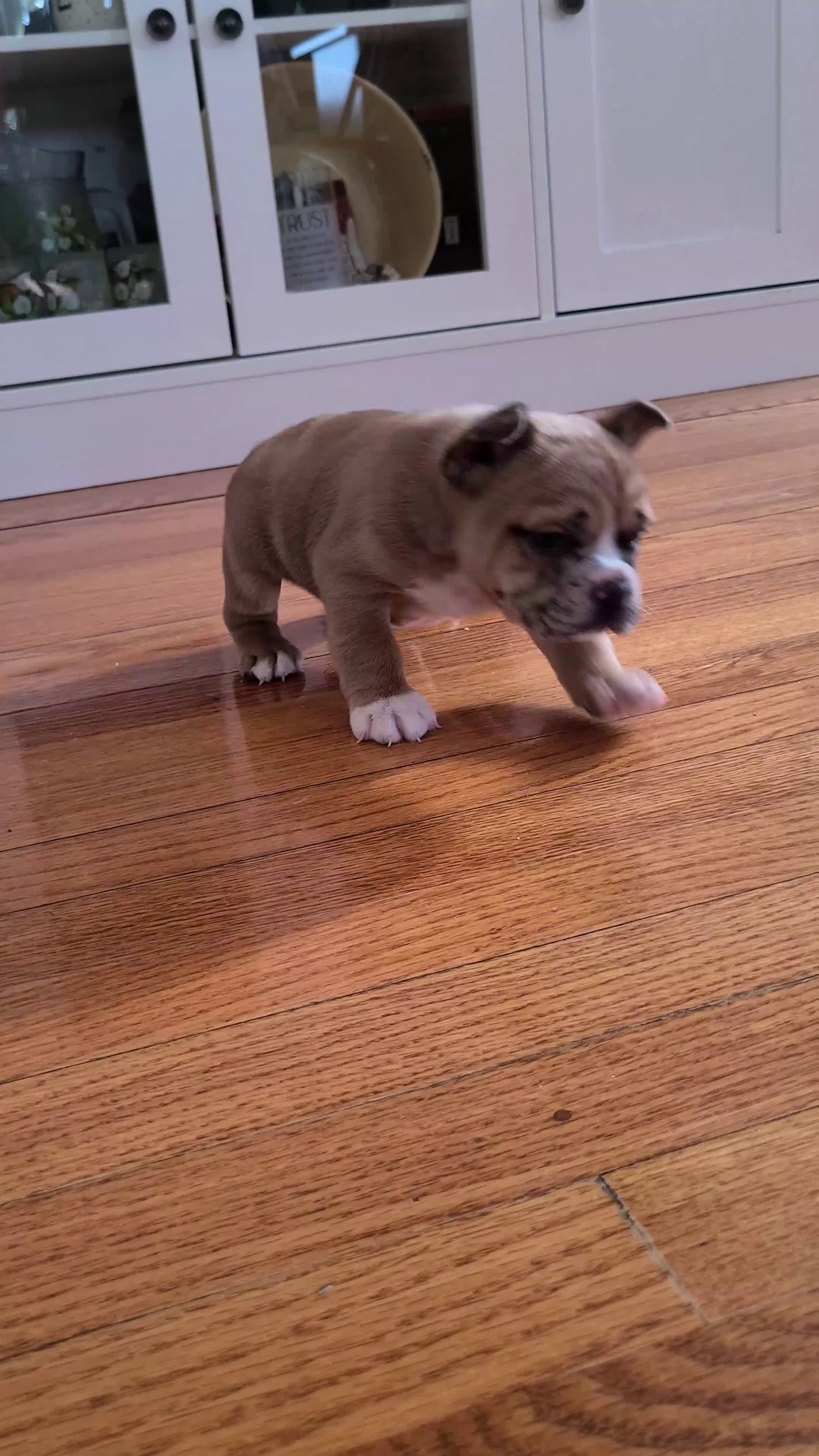 Mixed Breed dogs for sale: Milo - Video 1