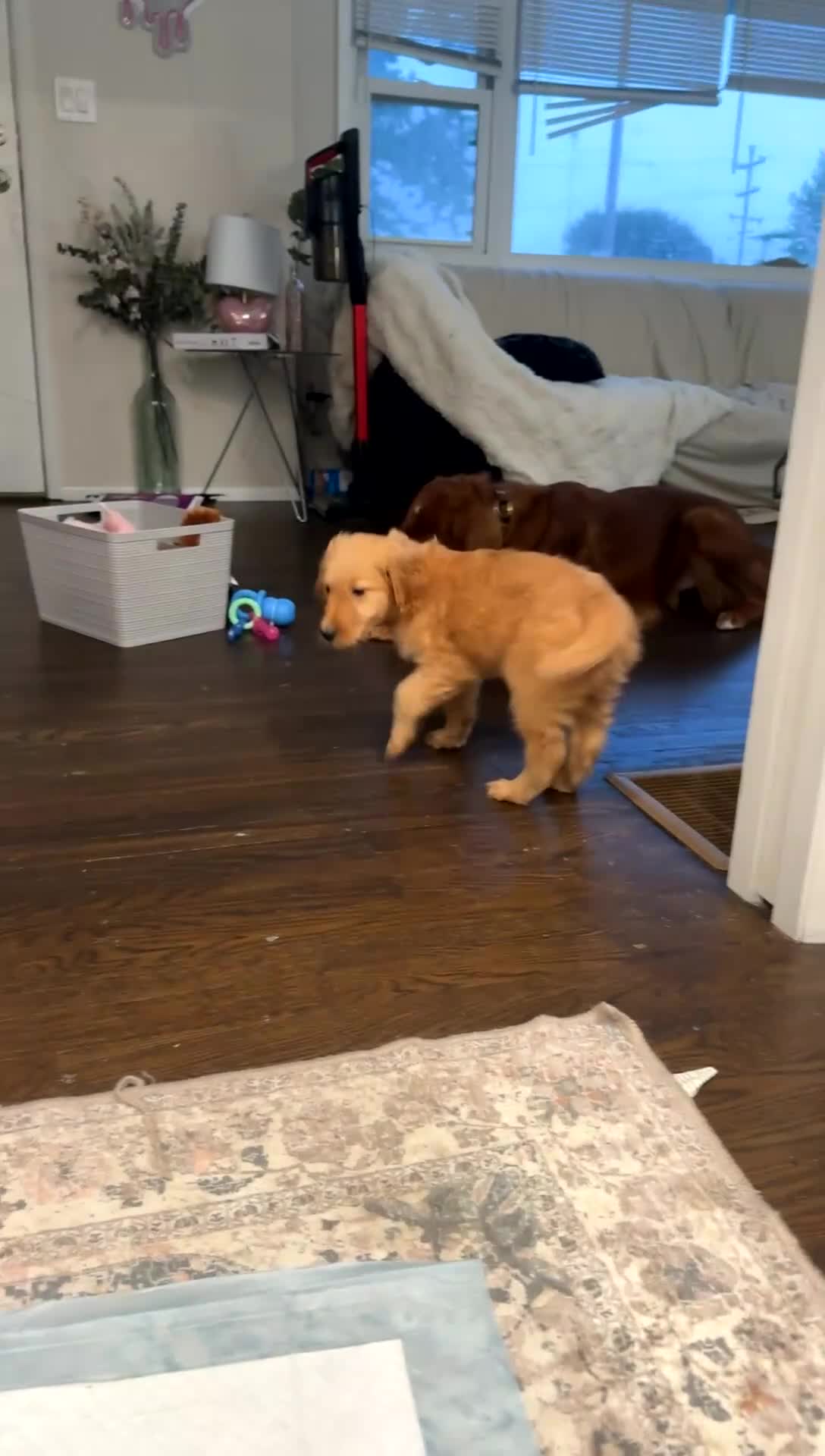 Mixed Breed dogs for sale: Emo - Video 1