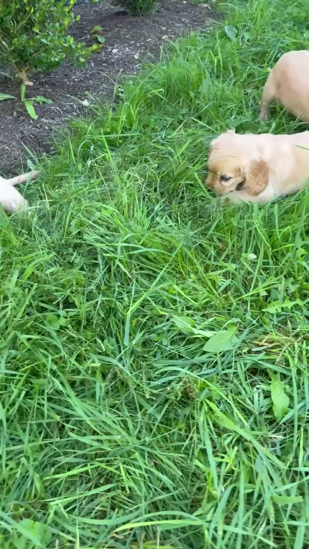 Miniature Golden Retriever dogs for sale: Grady - Video 2