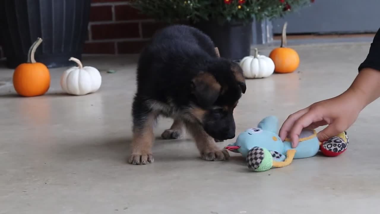 German Shepherd dogs for sale: Mason - Video 3