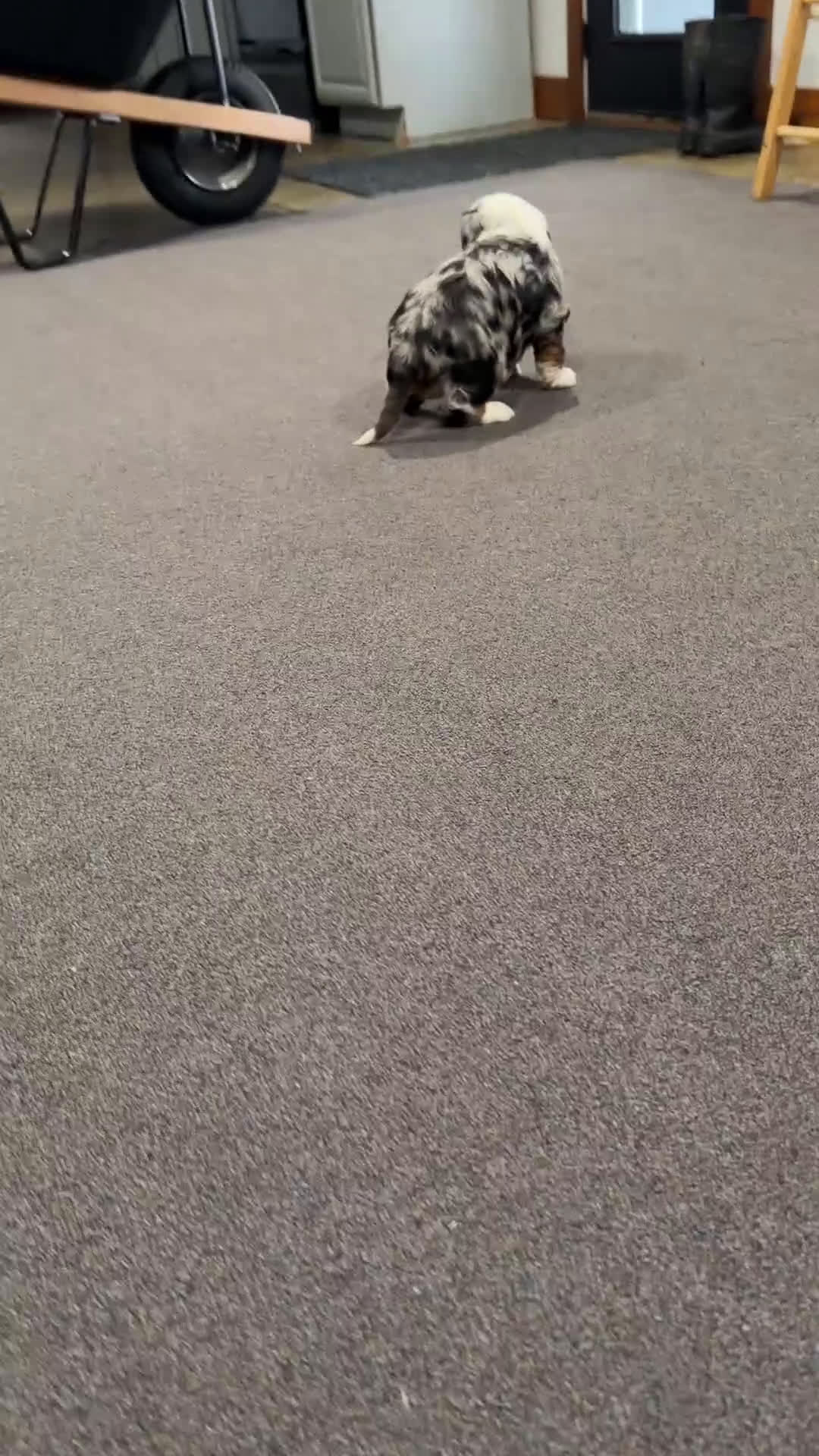 Mixed Breed dogs for sale: Rubio - Video 1